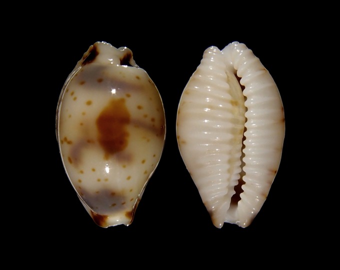 Image of Bistolida ursellus f. amoeba