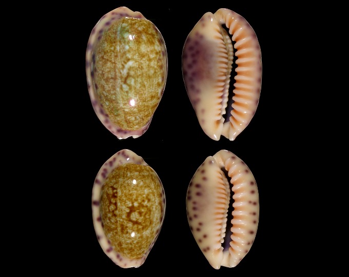 Image of Ovatipsa chinensis variolaria