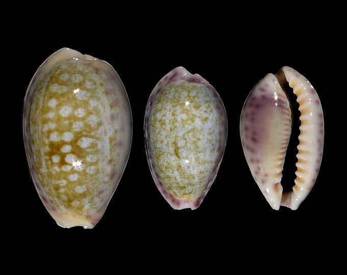 Image of Ovatipsa chinensis violacea