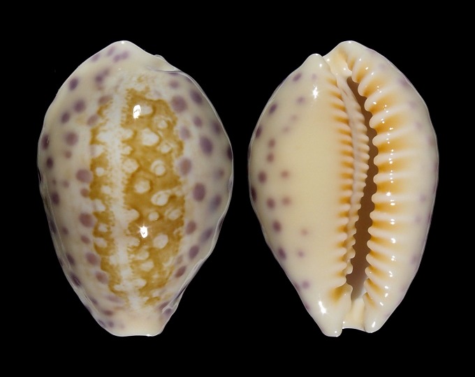 Image of Ovatipsa chinensis amiges