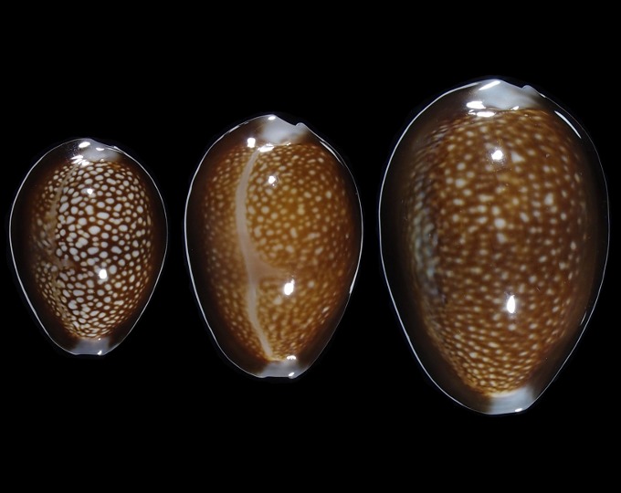 Image of Monetaria caputdraconis caputdraconis
