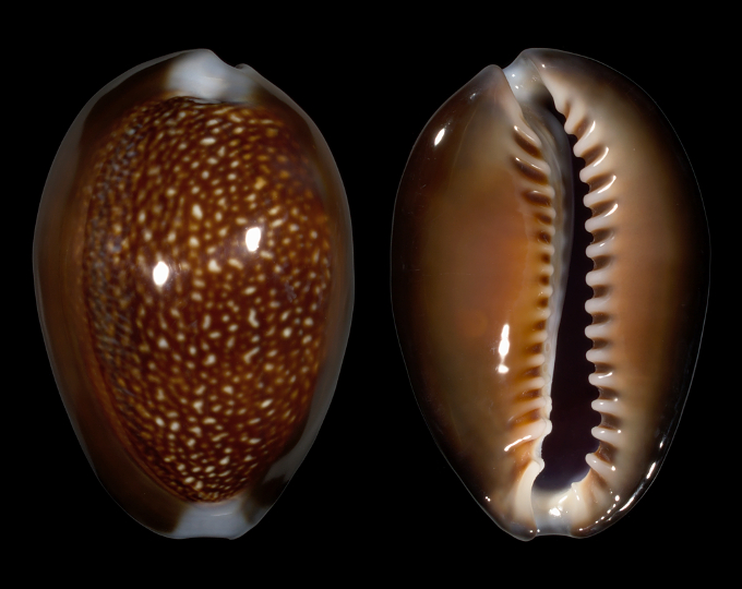 Picture of Monetaria caputdraconis caputdraconis Picture of Monetaria caputdraconis caputdraconis