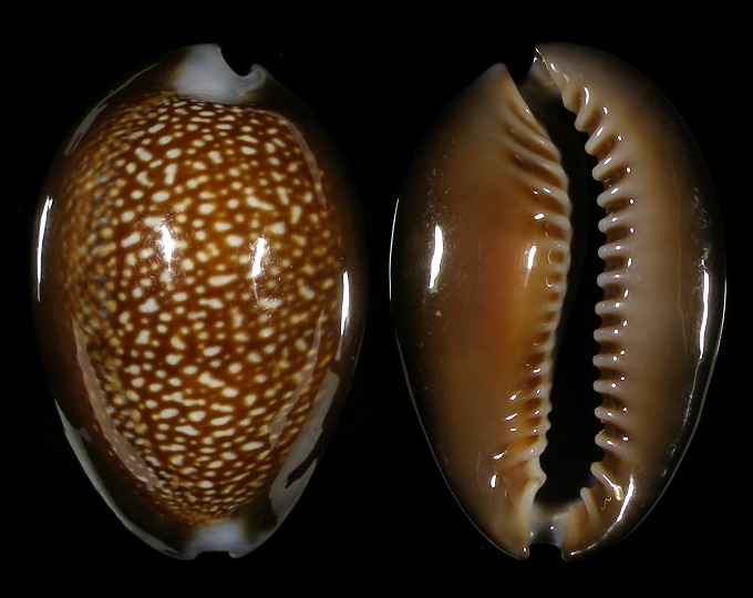 Picture of Monetaria caputdraconis