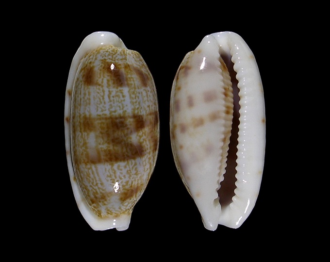 Picture of Talostolida teres alveolus