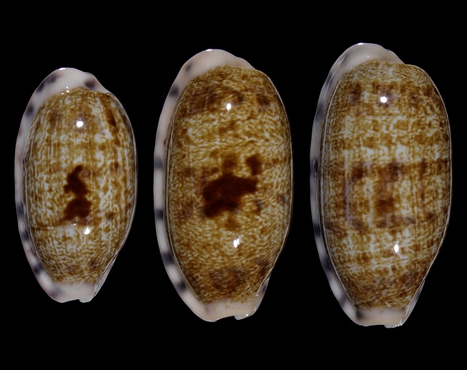 Image of Talostolida pellucens pellucens