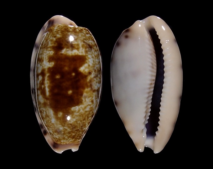 Image of Talostolida pellucens panamensis