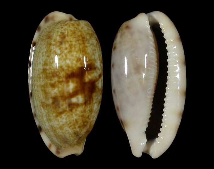 Picture of Talostolida pellucens panamensis