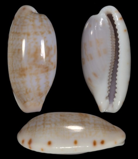 Picture of Talostolida subteres Picture of Talostolida subteres