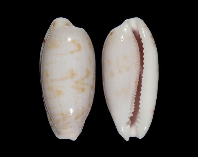Picture of Talostolida subteres subteres Picture of Talostolida subteres subteres