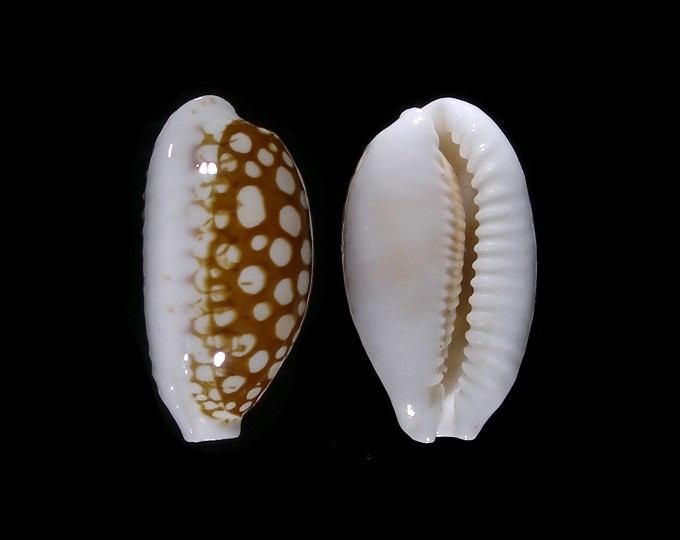 Picture of Cribrarula cribraria cribraria
