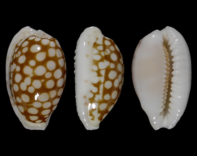 Picture of Cribrarula cribraria cribraria