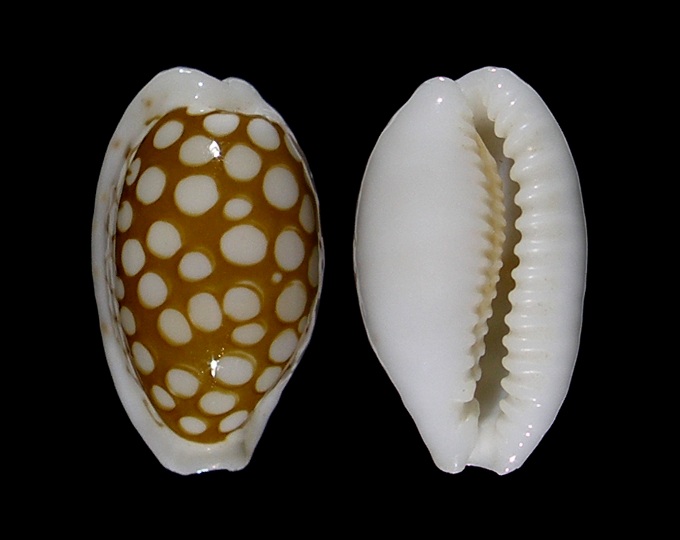Picture of Cribrarula cribraria cribraria