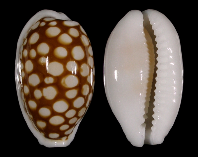 Picture of Cribrarula cribraria 