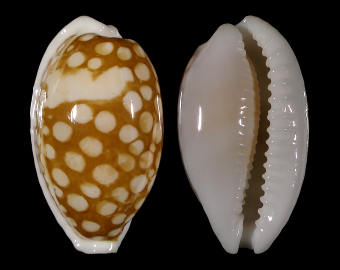 Picture of Cribrarula cribraria cribraria