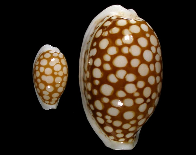 Picture of Cribrarula cribraria cribraria