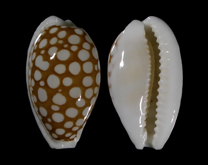 Picture of Cribrarula cribraria cribraria