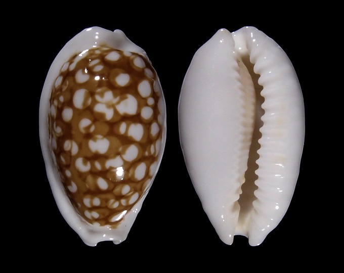 Picture of Cribrarula cribraria f. zadela