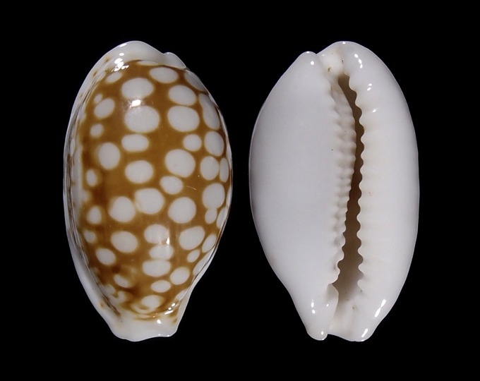 Picture of Cribrarula cribraria ganteri