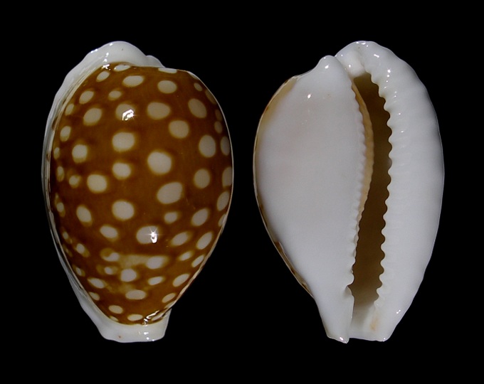 Picture of Cribrarula exmouthensis rottnestensis Picture of Cribrarula exmouthensis rottnestensis