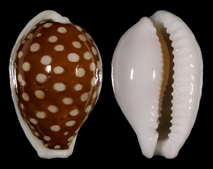 Picture of Cribrarula exmouthensis rottnestensis