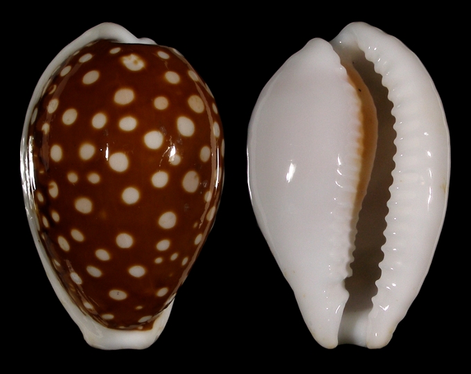 Picture of Cribrarula exmouthensis rottnestensis Picture of Cribrarula exmouthensis rottnestensis