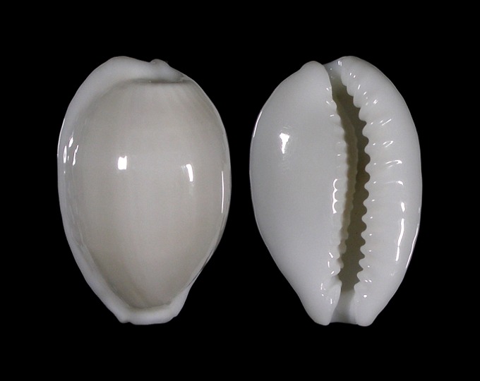 Picture of Cribrarula melwardi