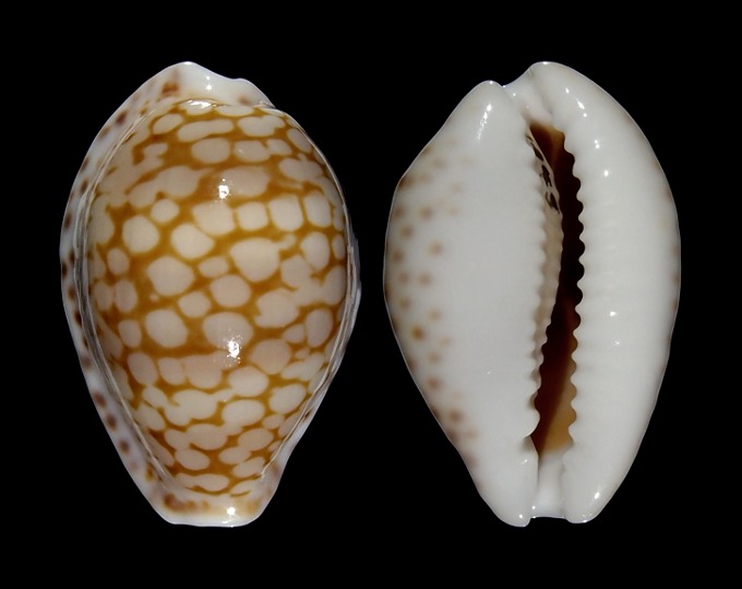 Image of Cribrarula esontropia esontropia