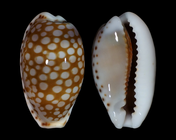 Picture of Cribrarula cribellum