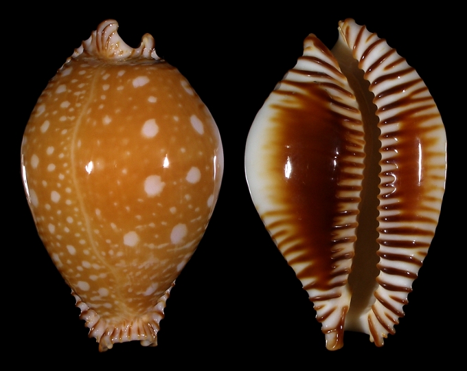 Picture of Perisserosa guttata guttata