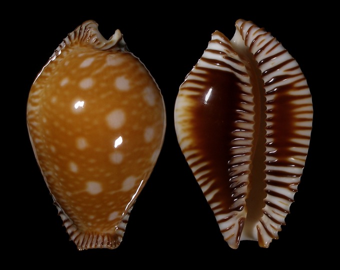 Picture of Perisserosa guttata guttata
