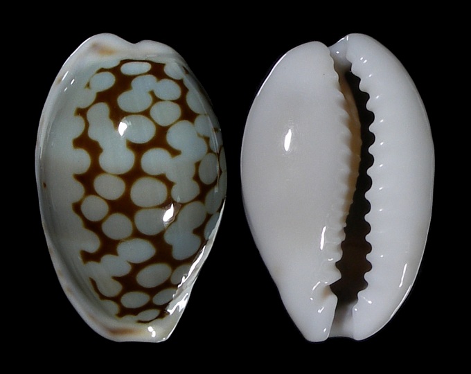 Picture of Cribrarula esontropia francescoi