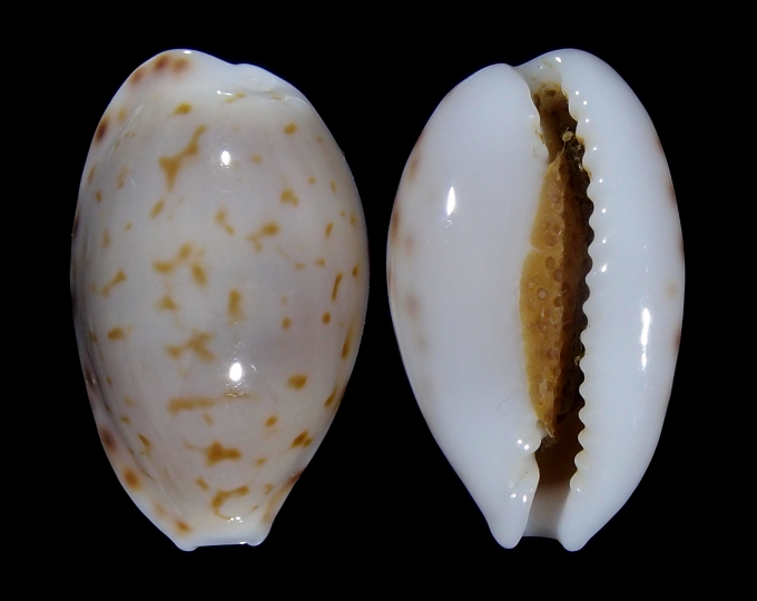 Picture of Cribrarula pellisserpentis Picture of Cribrarula pellisserpentis