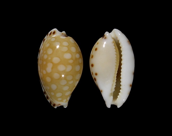 Picture of Cribrarula astaryi 