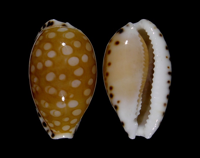 Picture of Cribrarula astaryi 