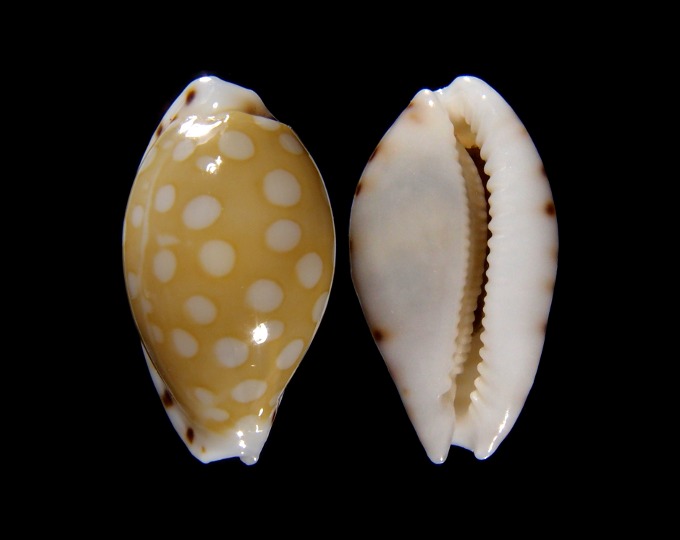 Picture of Cribrarula cumingii cumingii Picture of Cribrarula cumingii cumingii