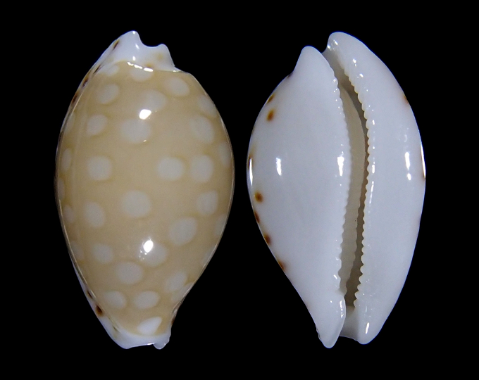 Image of Cribrarula cumingii compta