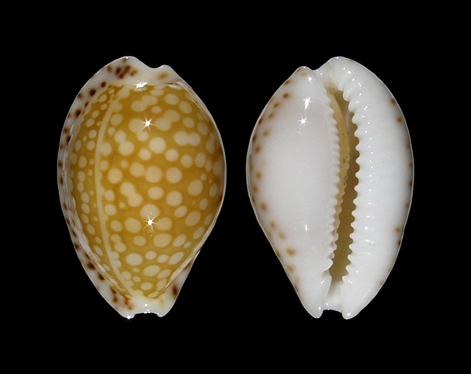 Picture of Cribrarula gaskoinii 