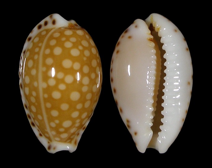 Picture of Cribrarula gaskoinii