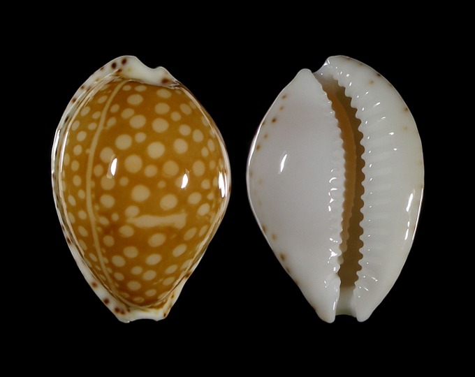 Picture of Cribrarula gaskoinii