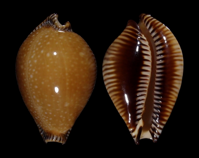 Image of Perisserosa guttata surinensis