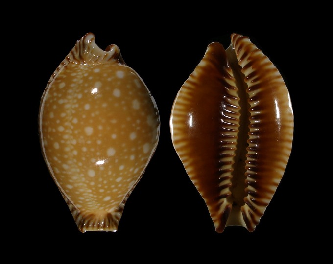 Picture of Perisserosa guttata surinensis
