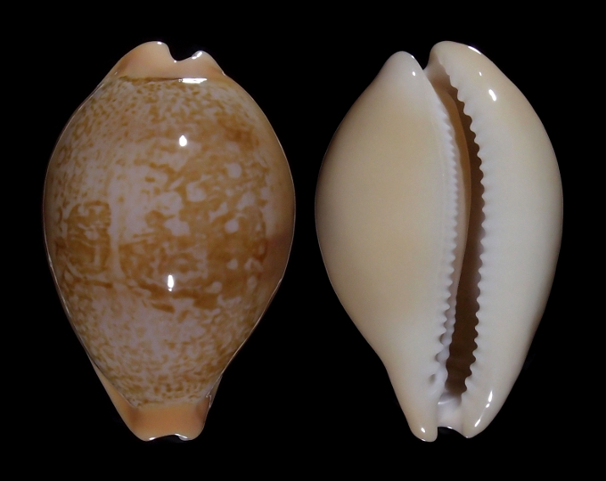 Image of Austrasiatica langfordi poppeorum