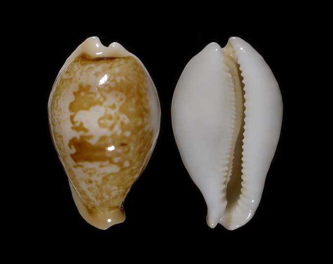 Picture of Austrasiatica hirasei Picture of Austrasiatica hirasei