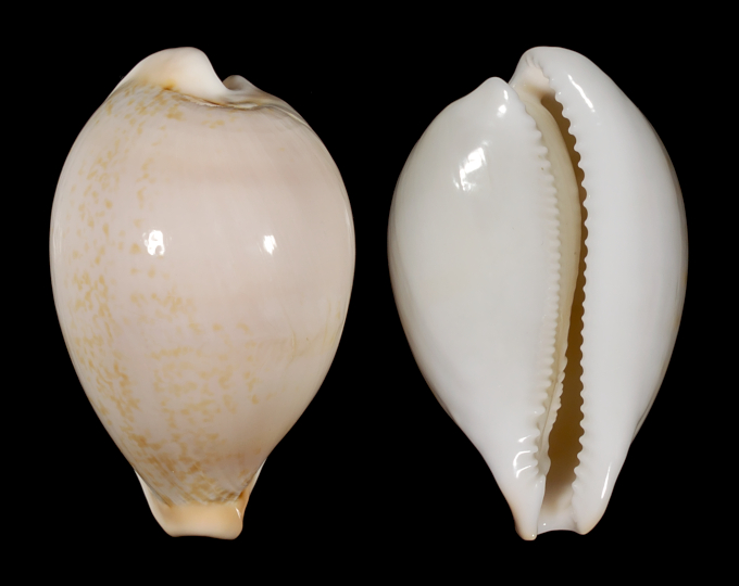 Picture of Austrasiatica hirasei