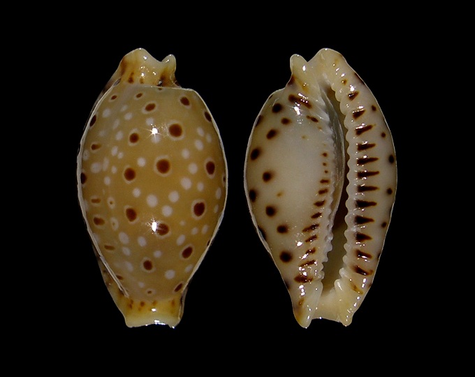 Picture of Erosaria beckii 
