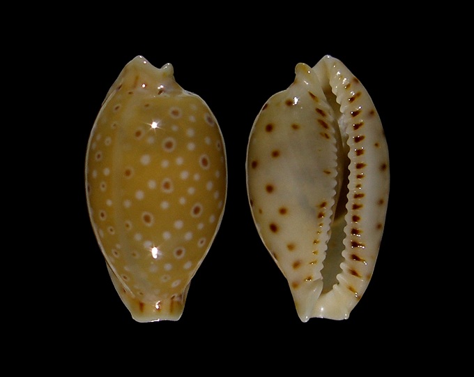 Picture of Erosaria beckii 