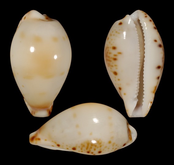 Picture of Palmulacypraea musumea 