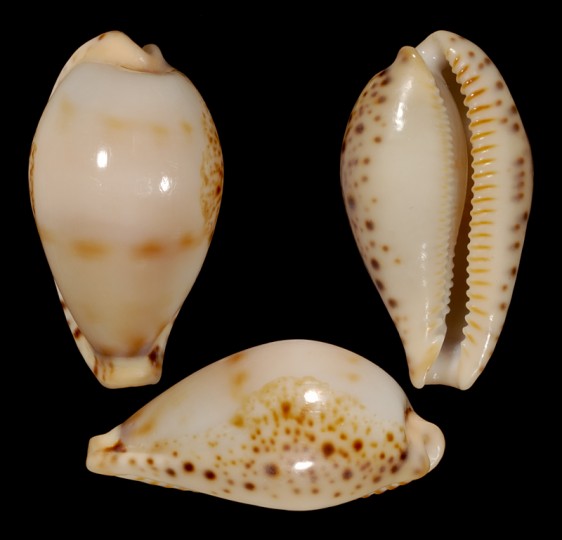 Picture of Palmulacypraea boucheti Picture of Palmulacypraea boucheti