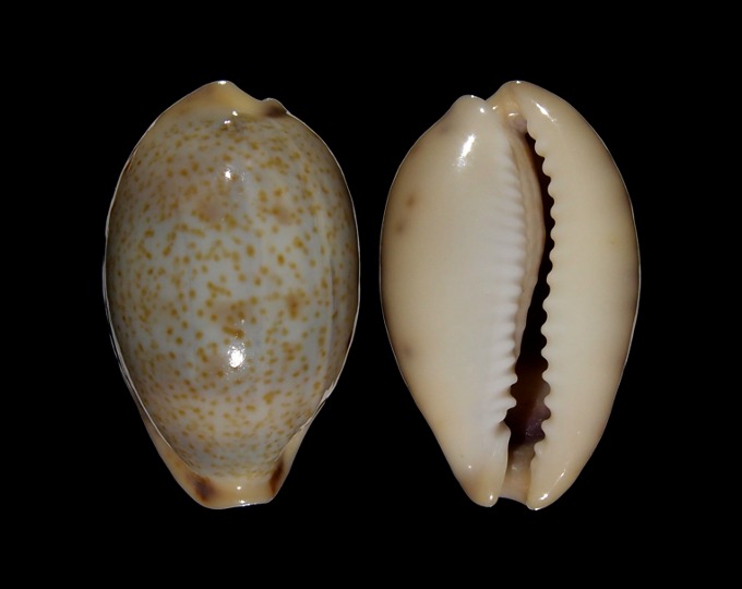 Picture of Erronea pallida f. insulcola