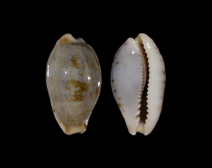 Picture of Erronea fernandoi 